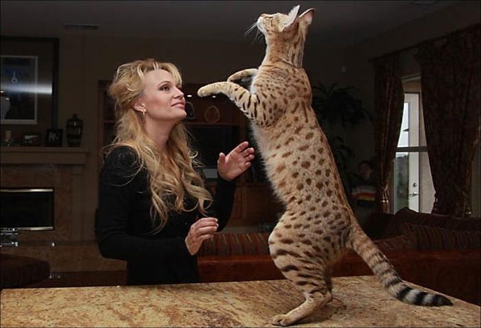 Най-големите котки: порода савана и мана поколение